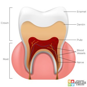the anatomy of a tooth from Pediatric Smiles and Braces.